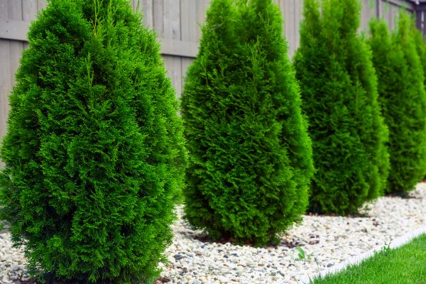 Arborvitae Planting in Saint Peters