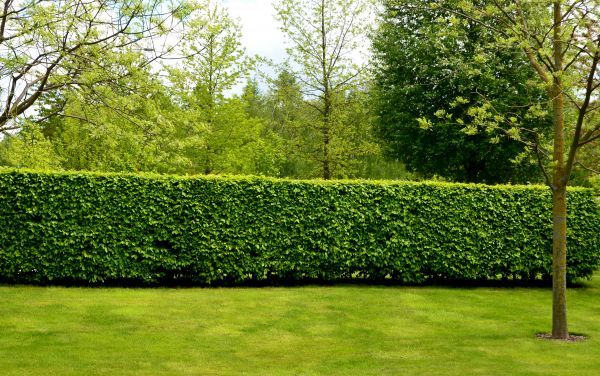 Hedge Planting in Saint Peters