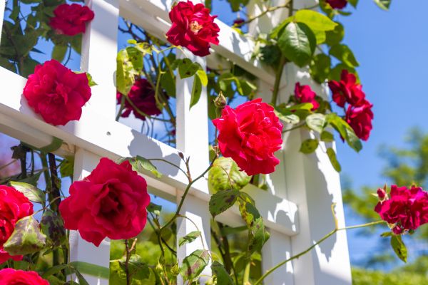 Home Gardening Service in Saint Peters