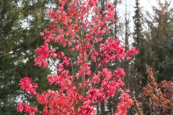 Japanese Maple Planting in Saint Peters