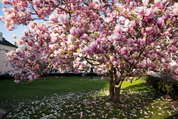Magnolia Tree Planting in Saint Peters