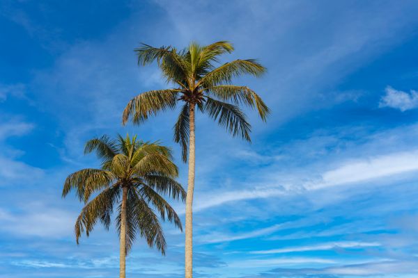 Palm Tree Planting in Saint Peters