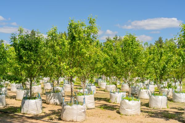 Tree Planting Service in Saint Peters