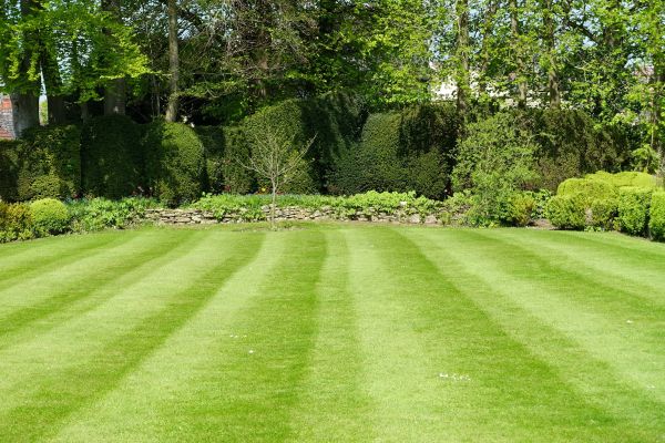 Lawn Renovation in Saint Peters