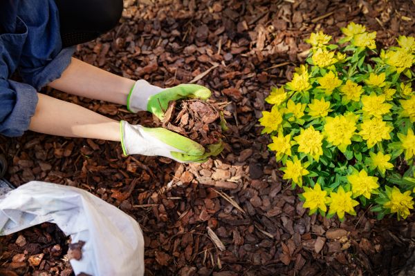 Garden Mulching in Saint Peters