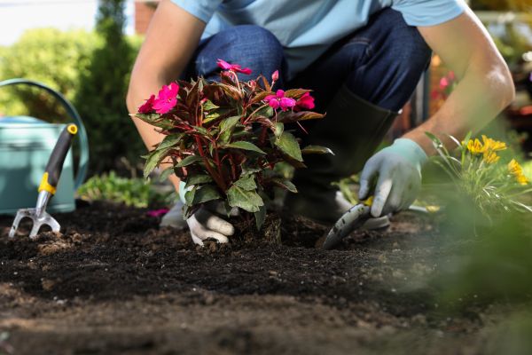 Plant Installation in Saint Peters