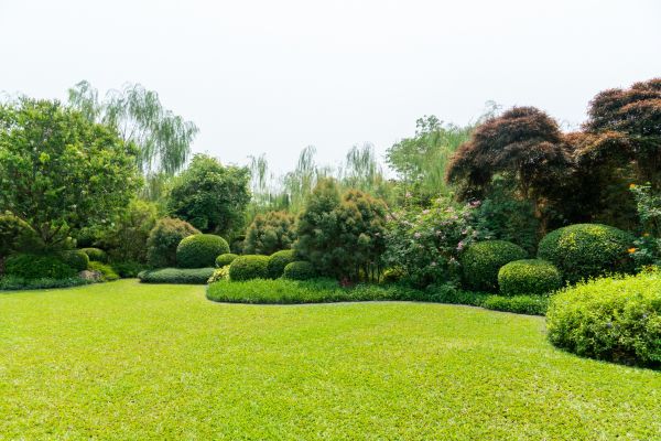 Tree Landscaping in Saint Peters