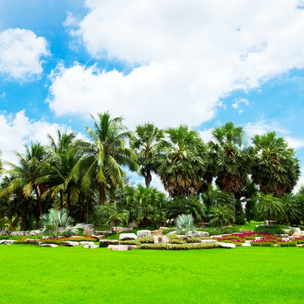 Tropical Landscaping in Saint Peters