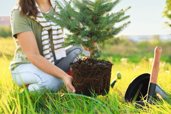 Spruce Tree Planting in Saint Peters