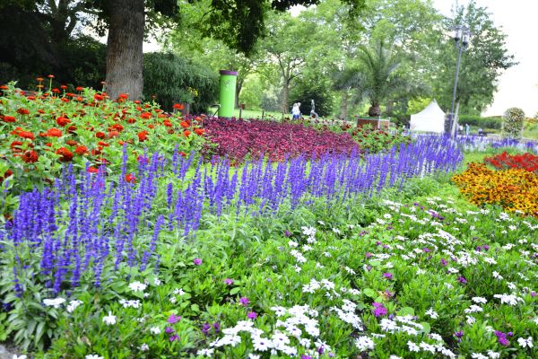 Perennials Planting in Saint Peters