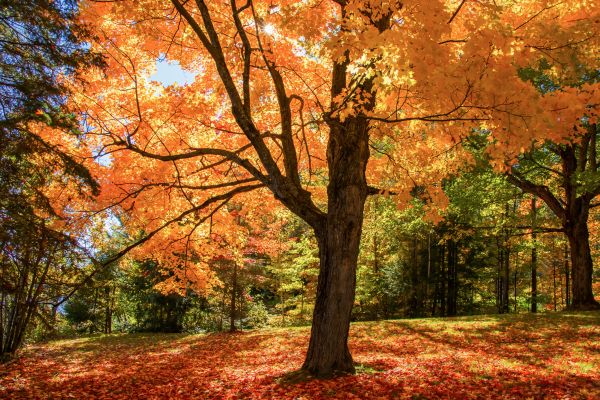 Maple Tree Planting in Saint Peters