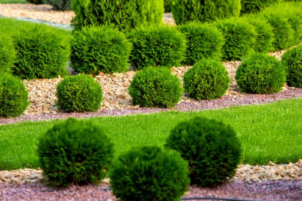 Bush Installation in Saint Peters