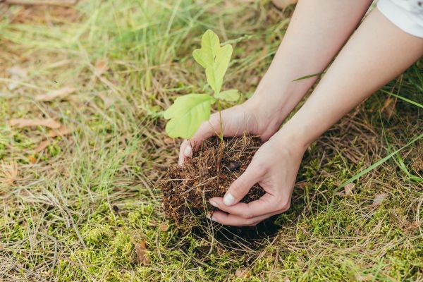 Oak Tree Planting in Saint Peters
