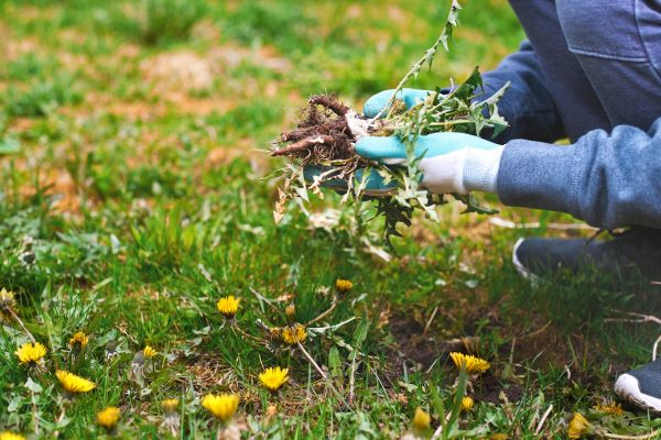 Flower Bed Clearing in Saint Peters