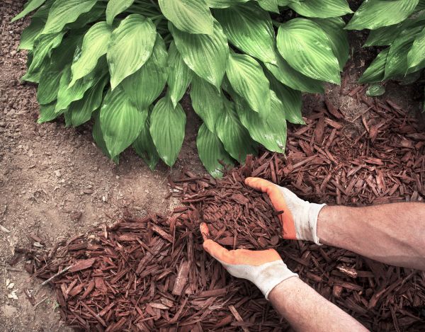 Bark Spreading in Saint Peters