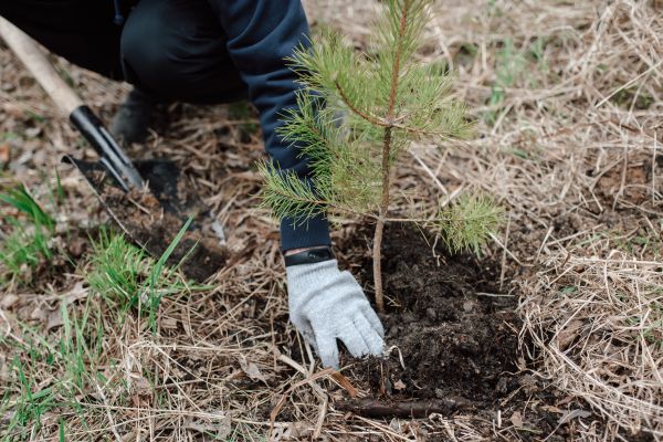 Pine Tree Planting in Saint Peters