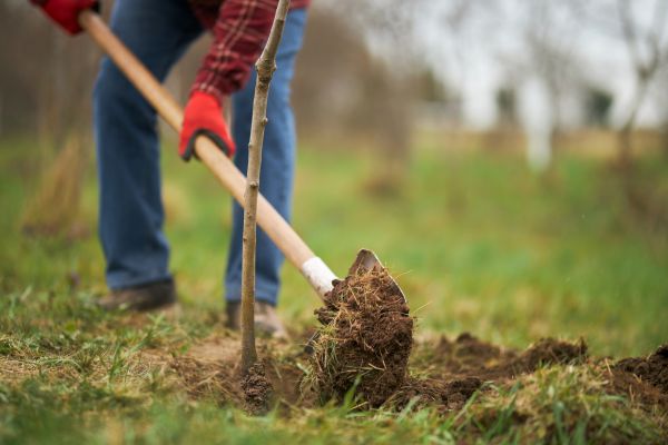 Trees Planting in Saint Peters