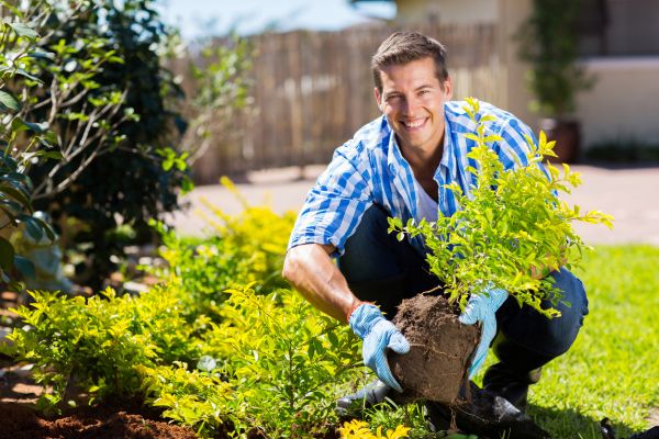 Shrub Landscaping in Saint Peters