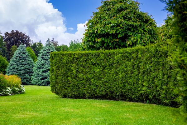 Hedge Landscaping in Saint Peters
