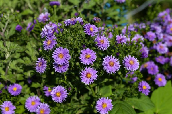 Perennial Flower Planting in Saint Peters