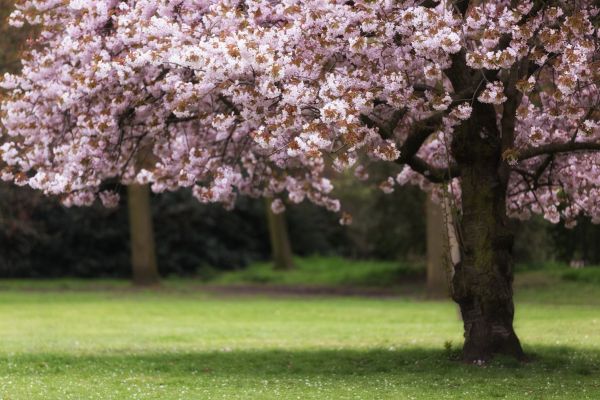 Cherry Tree Planting in Saint Peters
