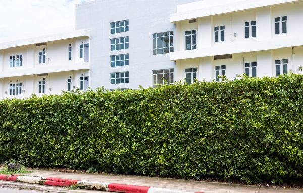 Privacy Landscaping in Saint Peters