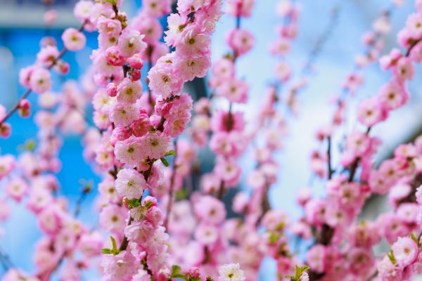 Japanese Cherry Tree Planting in Saint Peters