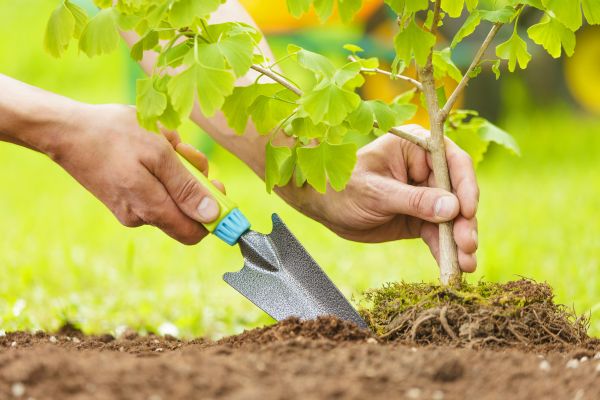 Fruit Tree Planting in Saint Peters