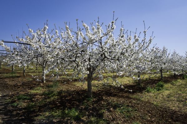 Orchard Planting in Saint Peters