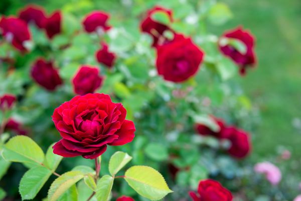 Rose Planting in Saint Peters