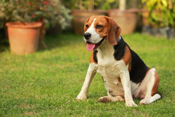 Dog Friendly Landscaping in Saint Peters