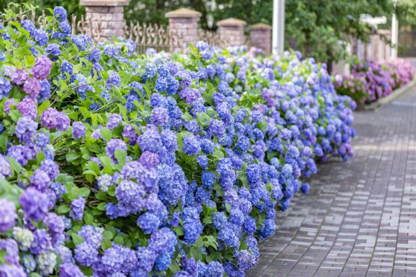 Hydrangea Landscaping in Saint Peters