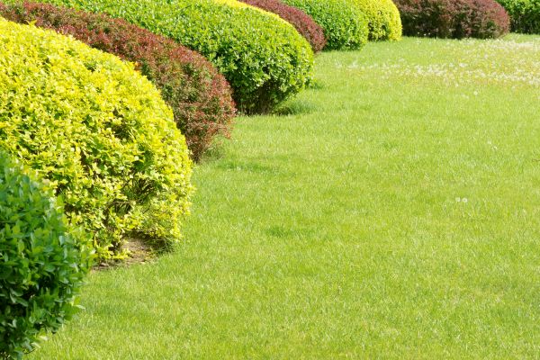 Shrubbery Planting in Saint Peters