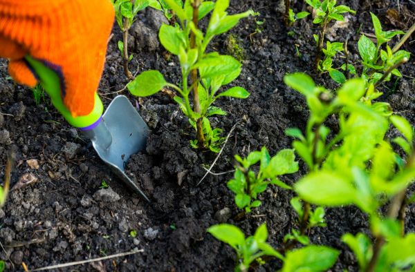 Hydrangea Planting in Saint Peters
