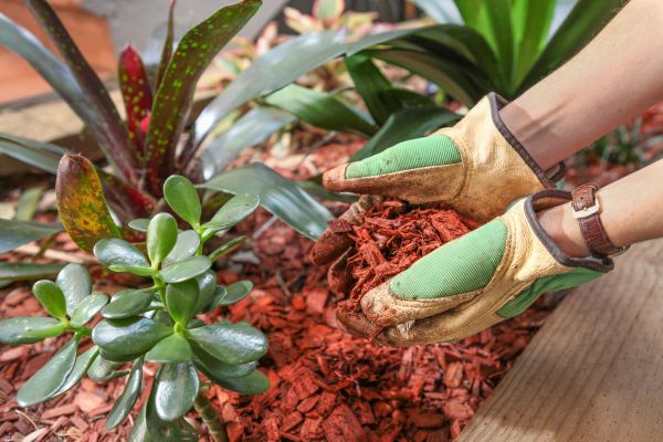 Cedar Mulch Installation in Saint Peters