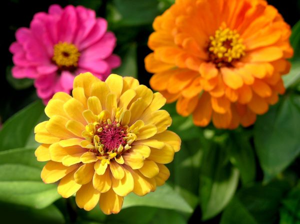 Zinnia Planting in Saint Peters