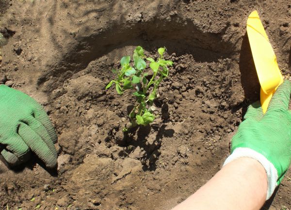 Rose Bush Planting in Saint Peters
