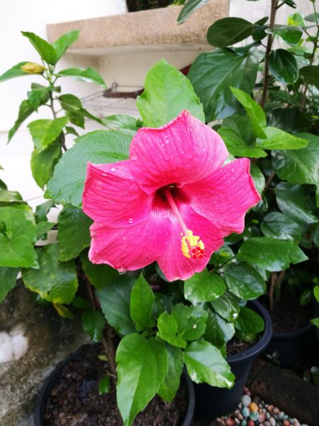 Hibiscus Planting in Saint Peters