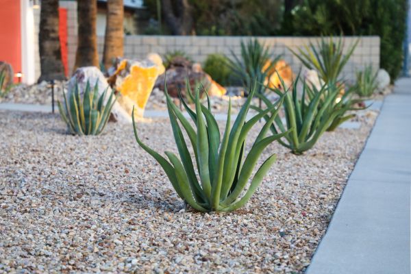Drought Resistant Landscaping in Saint Peters