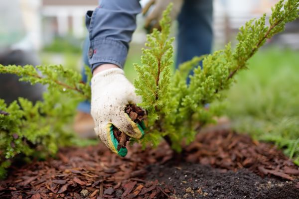 Church Mulching in Saint Peters