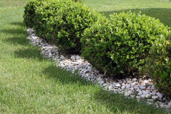 Boxwood Planting in Saint Peters