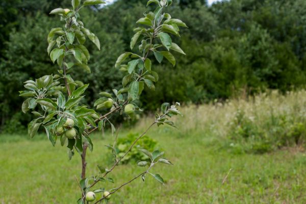 Apple Tree Planting in Saint Peters