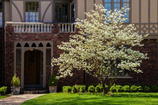 Dogwood Tree Planting in Saint Peters