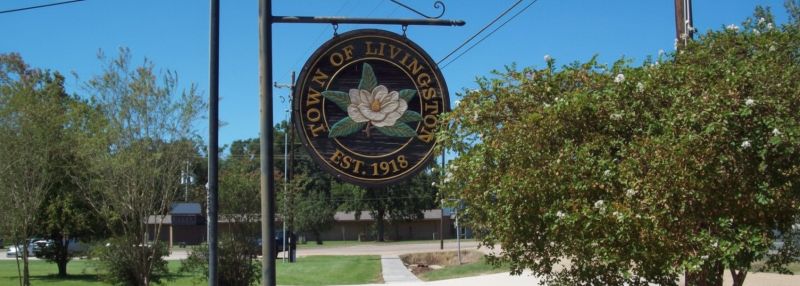 Magnolia Tree Planting