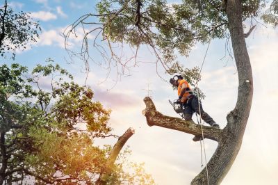 Tree and Shrub Care Services
